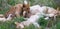 Lioness and a Litter of Nursing Cubs