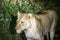 Lioness living in the wild in the Kruguer National Park in South Africa, a perfect wildlife park for safaris