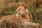 Lioness on the look In the savannah grassland of the Maasai Mara national game reserve park rift valley Narok County Kenya East Af