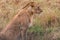 Lioness on the look In the savannah grassland of the Maasai Mara national game reserve park rift valley Narok County Kenya East Af