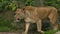 The lioness looking for and walking slowly through bushes and rocks