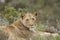 Lioness looks into camera