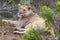 Lioness looks towards camera as she recovers from a morning hunt