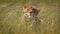 Lioness Looks Up As Wind Shakes The Grass