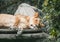 Lioness lounges like a housecat at the zoo