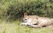 Lioness lounging