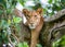 Lioness lying on a big tree. Close-up. Uganda. East Africa.