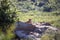 Lioness lying on a brown rocky surface of the African savannah