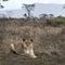 Lioness lying in bush of Serengeti, Tanzania