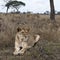 Lioness lying in bush of Serengeti, Tanzania