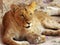 Lioness lying down resting with attentive and curious gaze