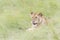 Lioness lying down on savannah, close-up