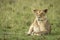 Lioness lying in green grass with her face covered with flies in Masai Mara in Kenya