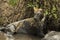 Lioness lying next to its prey in a muddy river, Serengeti