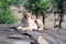 Lioness lying on a rock looking in the camera