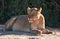 Lioness lying in shade