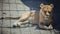 Lioness lying in the shade