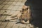 Lioness lying in the shade