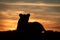 Lioness lying silhouetted at dawn turning head