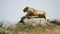 A lioness lying on top of a kopjes at serengeti