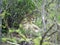 Lioness lying, vigilant, among the trees. in the National Park.