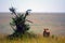 Lioness, Maasai Mara Game Reserve, Kenya