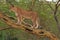 Lioness on the Masai Mara