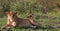 Lioness on the Masai Mara