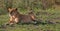 Lioness on the Masai Mara