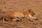 Lioness in the Masai Mara