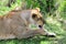 Lioness of Masai Mara 6