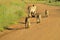 Lioness mother and cute cubs walking to the pride in Kruger national park