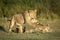 Lioness mother playing with her two small lion cubs in Ndutu in Tanzania