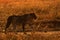 Lioness moving in the morning light, Masai Mara