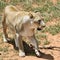 Lioness, Namibia, Africa