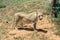 Lioness, Namibia, Africa