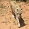 Lioness, Namibia, Africa