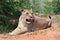 Lioness, Namibia, Africa