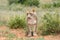 Lioness, Namibia, Africa