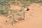 Lioness, Namibia, Africa