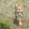 Lioness, Namibia, Africa