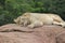 Lioness napping on a brown rock
