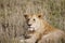 Lioness - Ngorongoro Crater - Tanzania