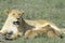 Lioness nursing her cubs