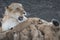 Lioness nursing its cubs