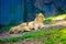 Lioness nursing three cubs