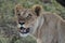 Lioness observing a drone flying overhead