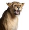 lioness panthera pictures