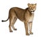 Lioness, Panthera leo, 3 years old, standing