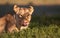 Lioness (panthera leo) close-up